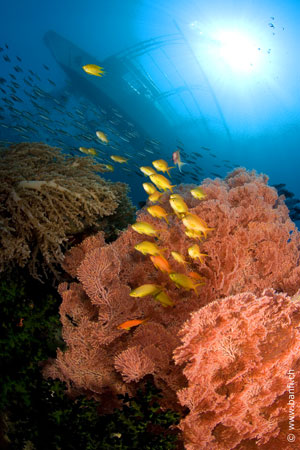 ABWonderdive Hotels
