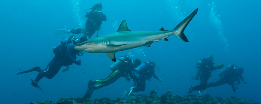 Hai© Reinhard Dirscherl Ocean Foto