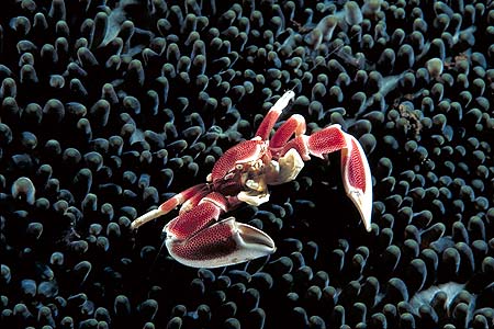 Anemonenkrabbe