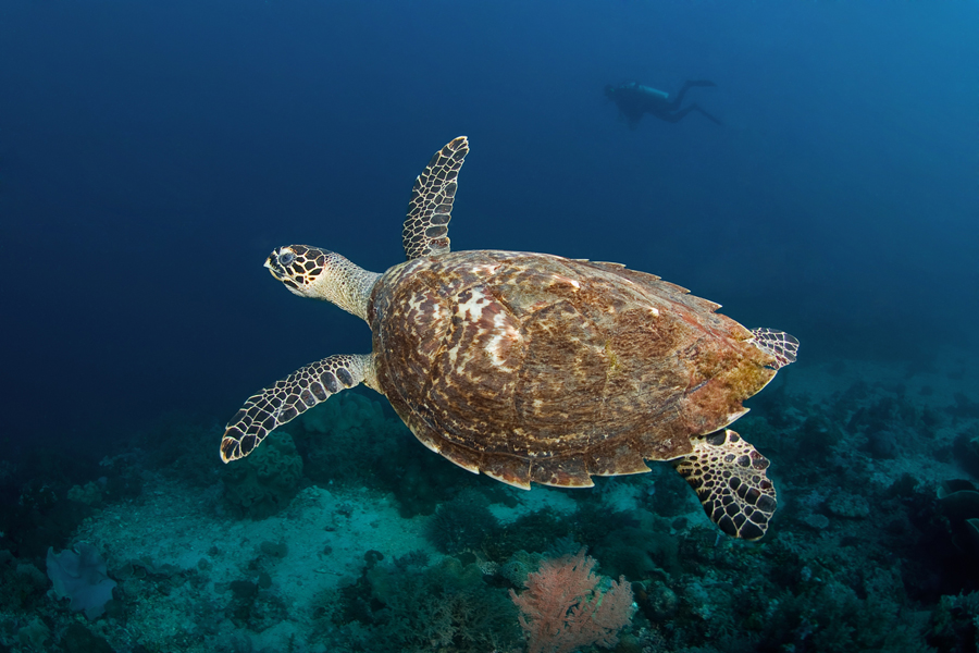 Buyat Bay Diving Safari