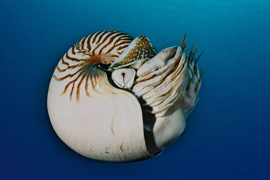 nautilos© Lange