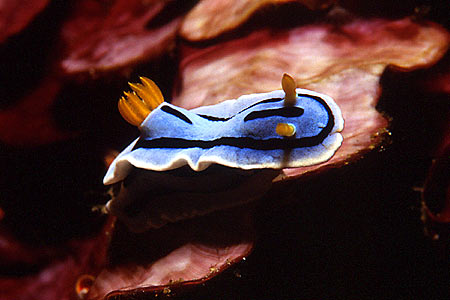 Nacktschnecke