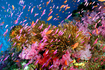 Taveuni Hotels