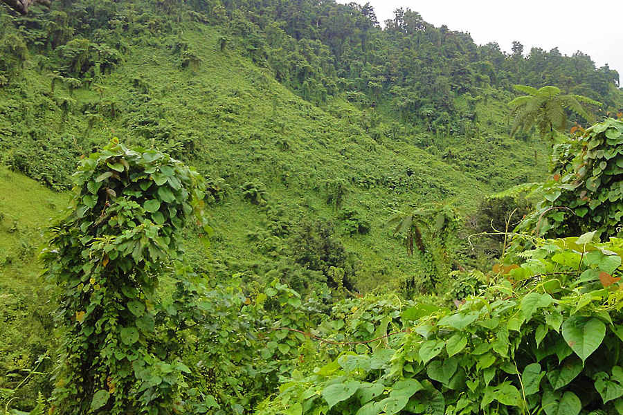 Taveuni Hotels