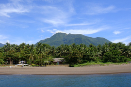 Camiguin Action Geckos