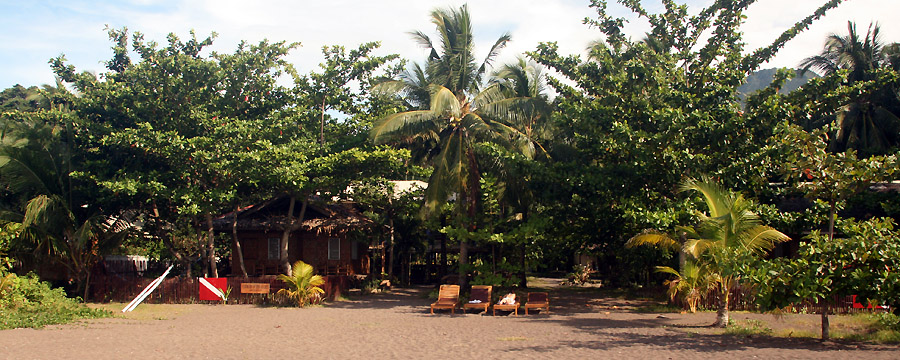 Camiguin Action Geckos