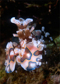 Harlequin Shrimp