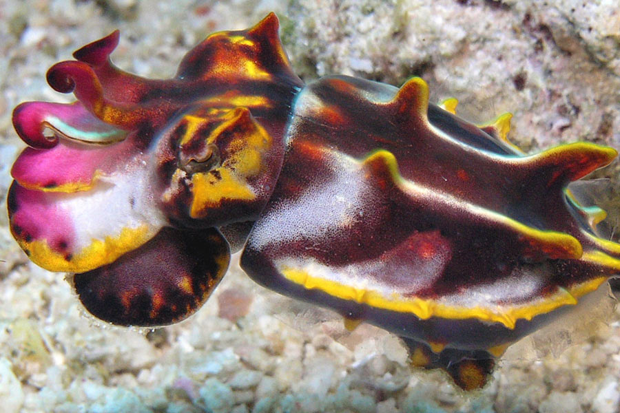 The Three P Dive Resort