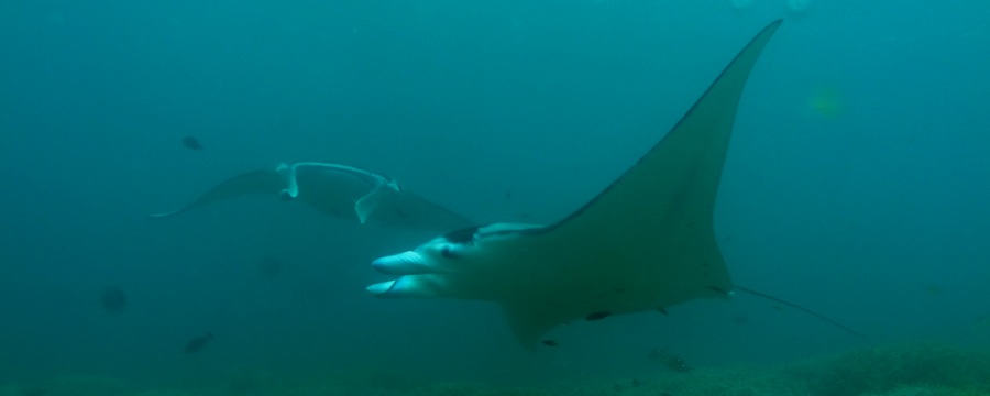 Mantas© Uwe Nehls, Schöner Tauchen
