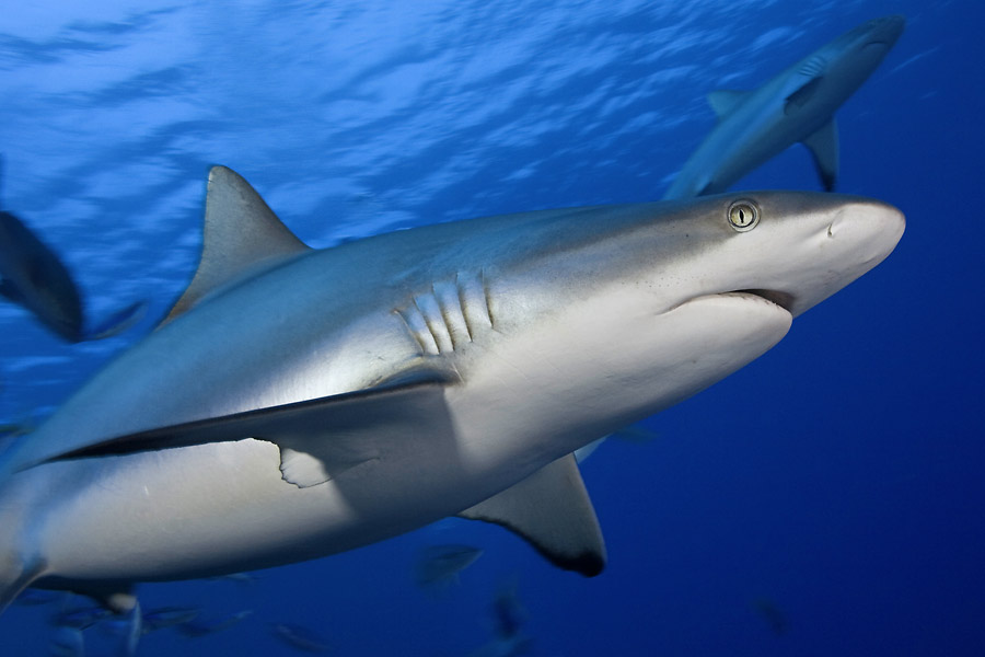 © Manta Ray Bay Resort & Yap Divers