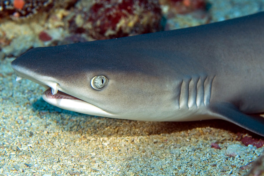 © Manta Ray Bay Resort & Yap Divers