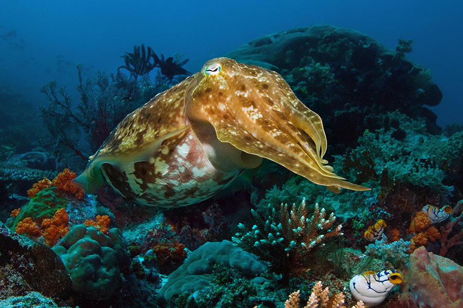 Gangga Divers Manado