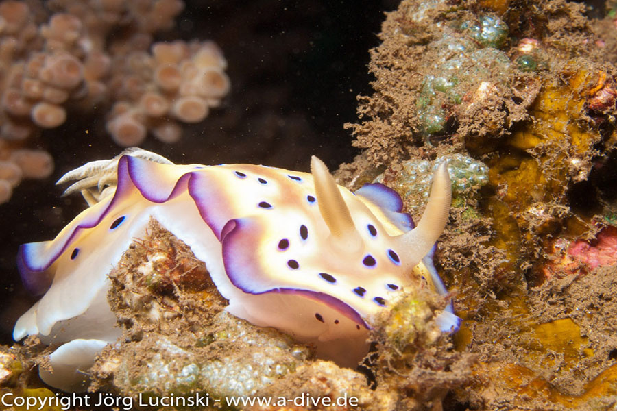 Karang Divers