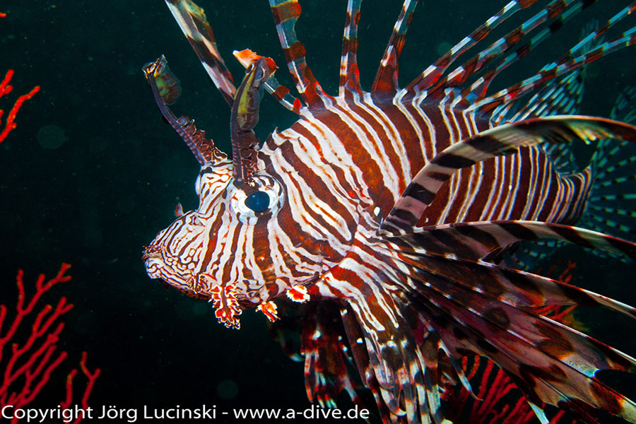 Karang Divers