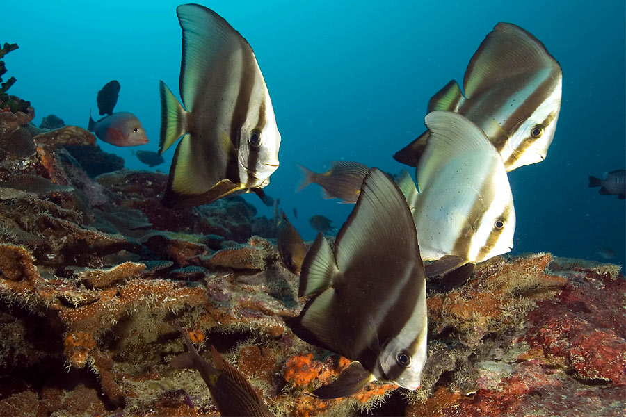 © Manta Ray Bay Resort & Yap Divers