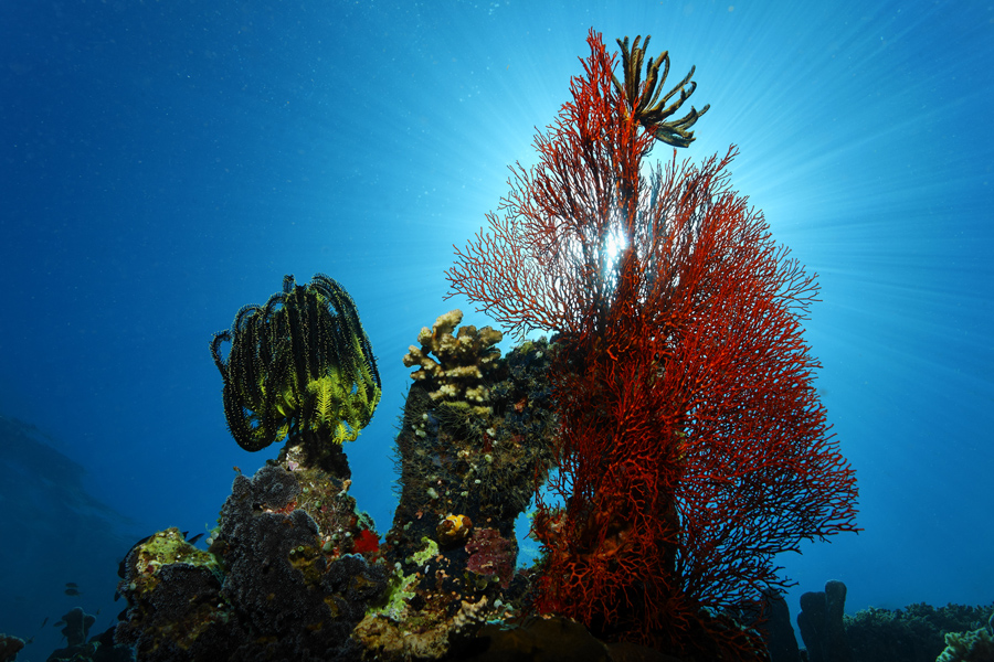 Lumbalumba Diving