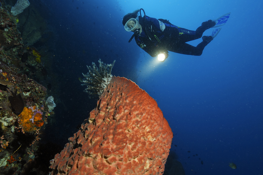 Lumbalumba Diving