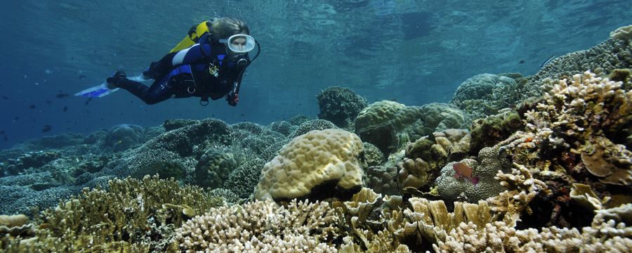 Lumbalumba Diving