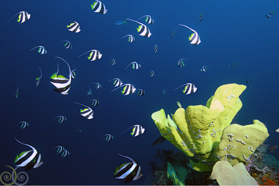 Misool Eco Resort Dive Centre