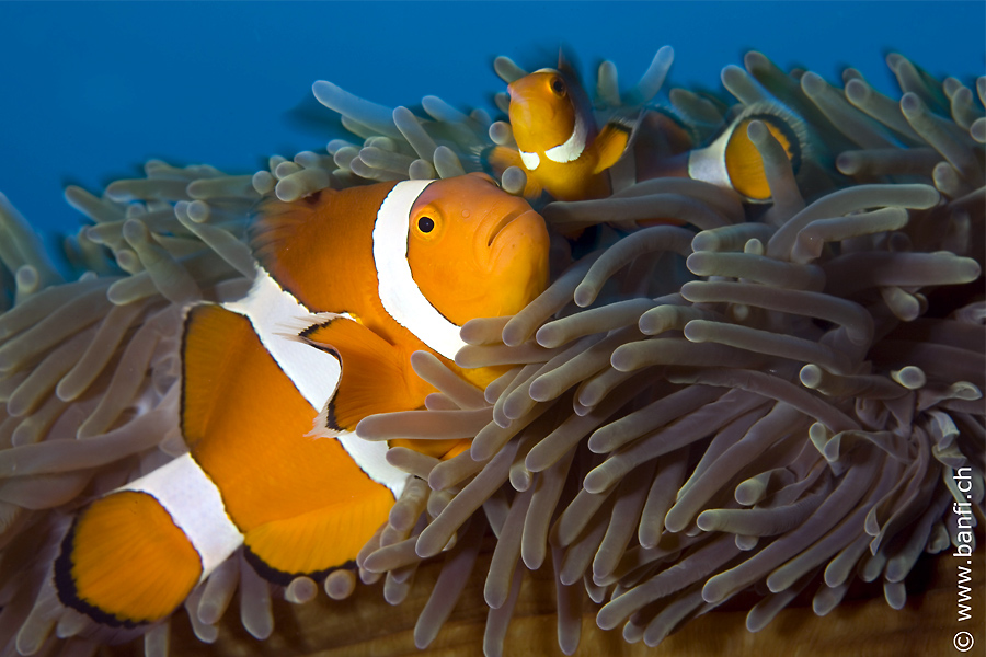 Raja Ampat Divers