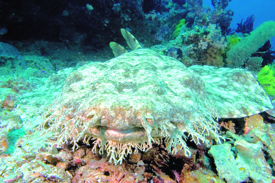 Raja Ampat Divers