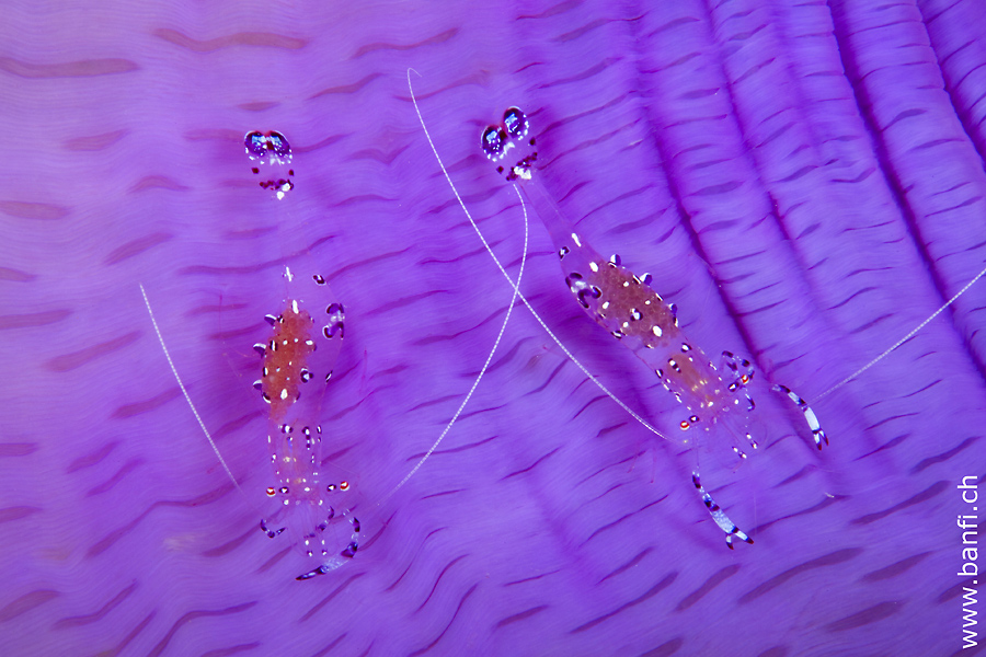 Raja Ampat Divers