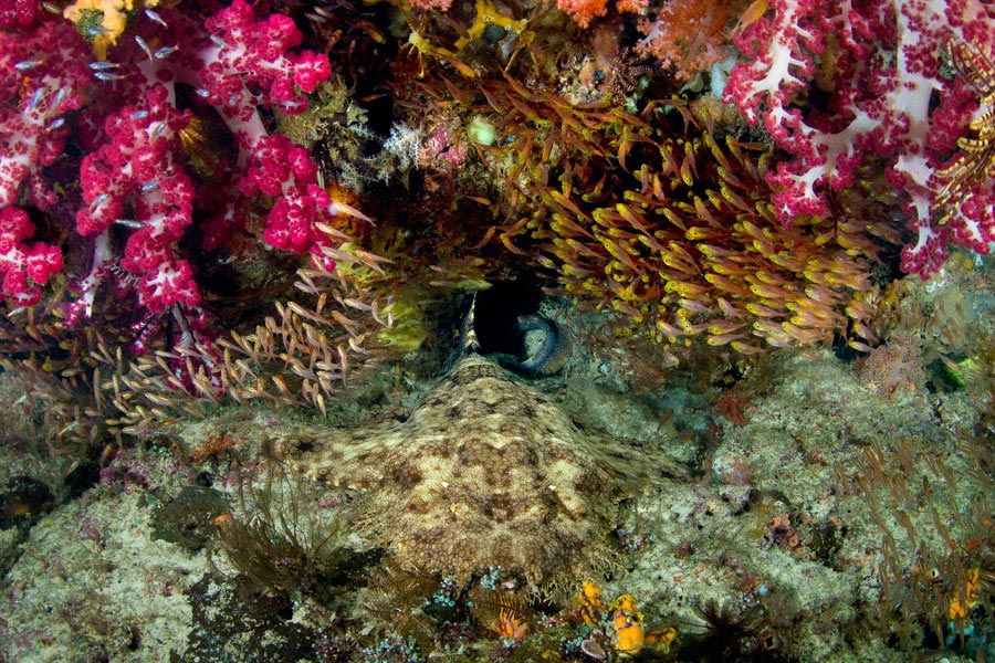 Raja 4 Divers Dive Center