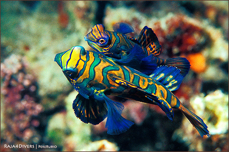 Raja 4 Divers Dive Center