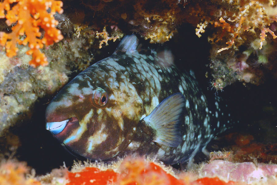 Selayar Dive Center
