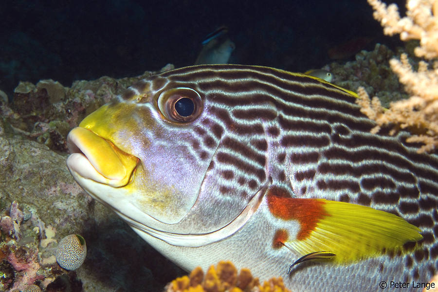 Selayar Dive Center
