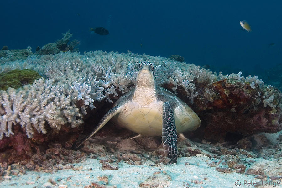 Selayar Dive Center