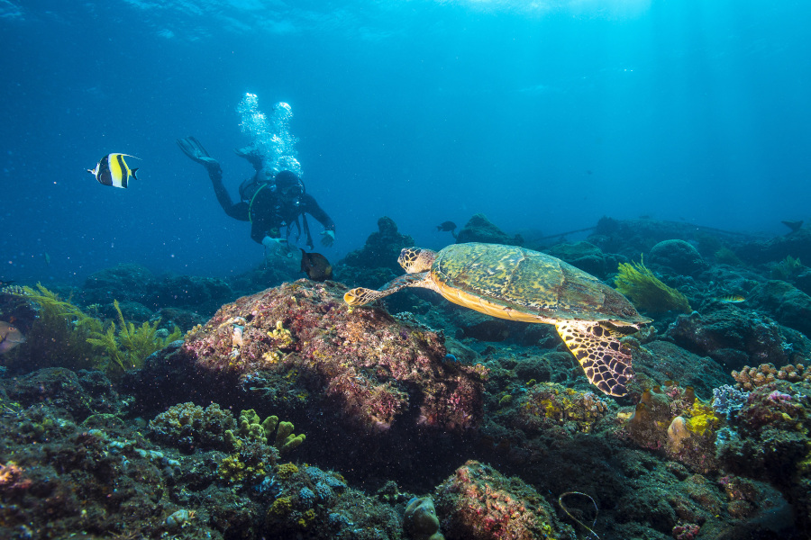 Siddhartha Dive Center