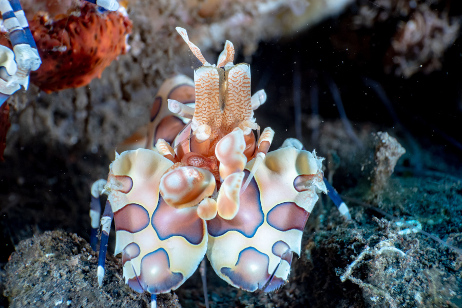 Siddhartha Dive Center