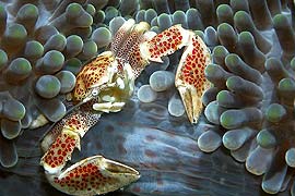 Siladen Dive Center