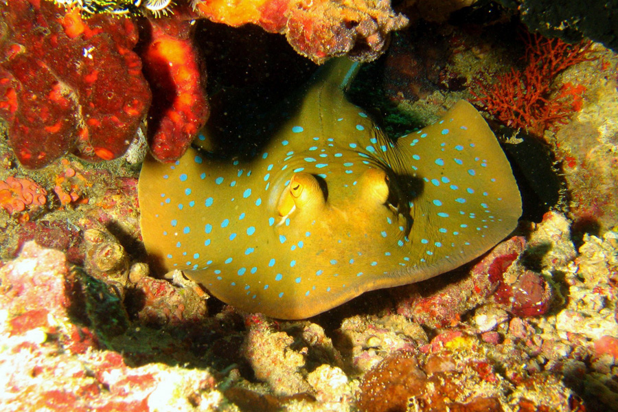 Siladen Dive Center
