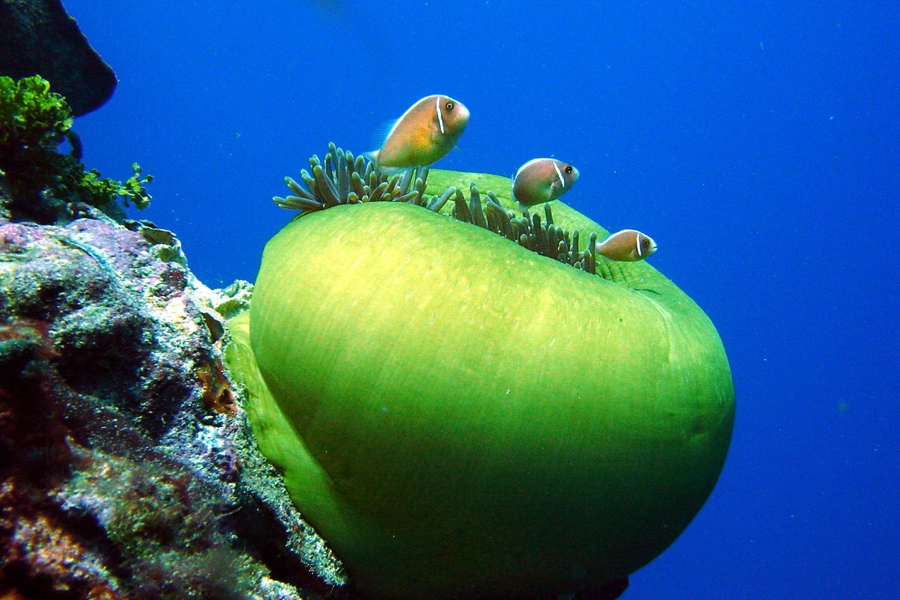 Siladen Dive Center