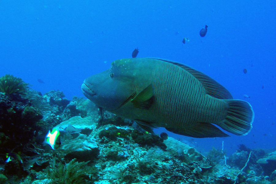 Siladen Dive Center