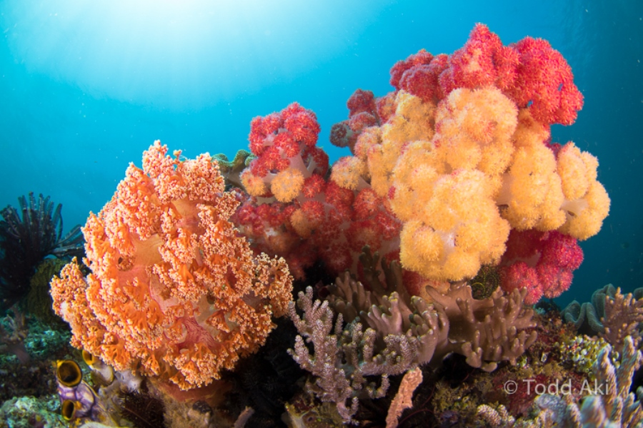 Tompotika Dive Center