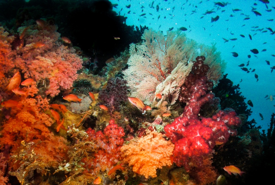 Tompotika Dive Center