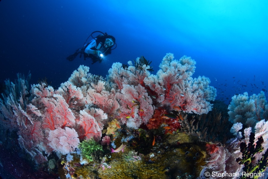Tompotika Dive Center