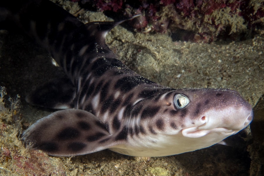Tompotika Dive Center