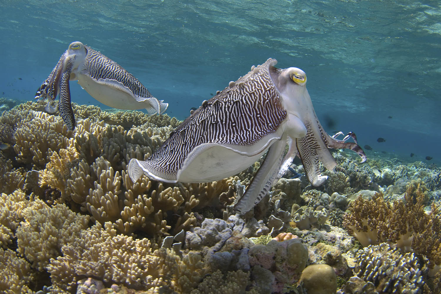 Wakatobi Dive Center