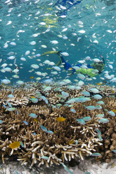 Wakatobi Dive Center