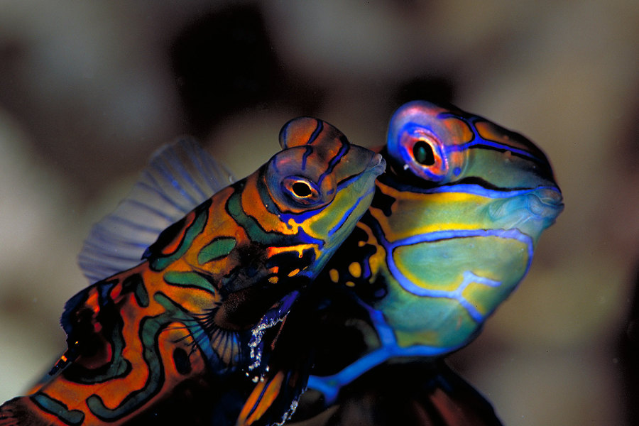 Wakatobi Dive Center