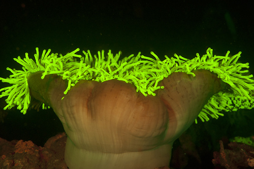Atlantis Dumaguete Dive Center