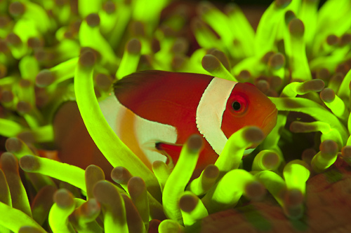 Atlantis Dumaguete Dive Center