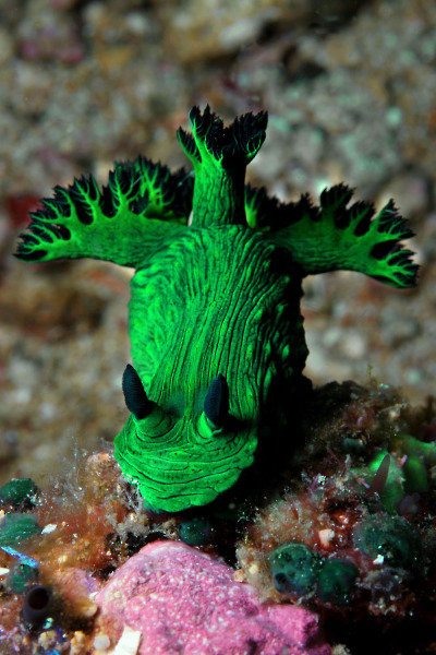 Atlantis Puerto Galera Dive Center