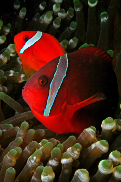 Atlantis Puerto Galera Dive Center