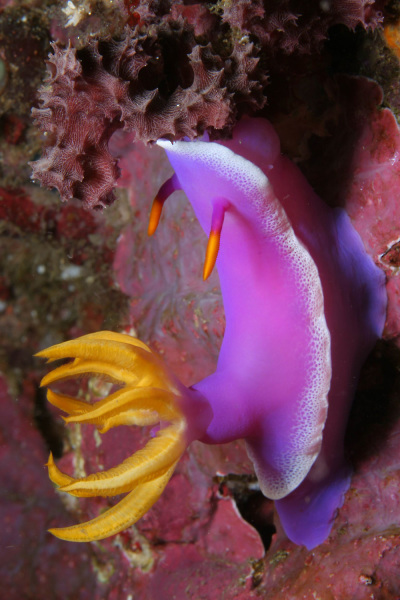 Atlantis Puerto Galera Dive Center