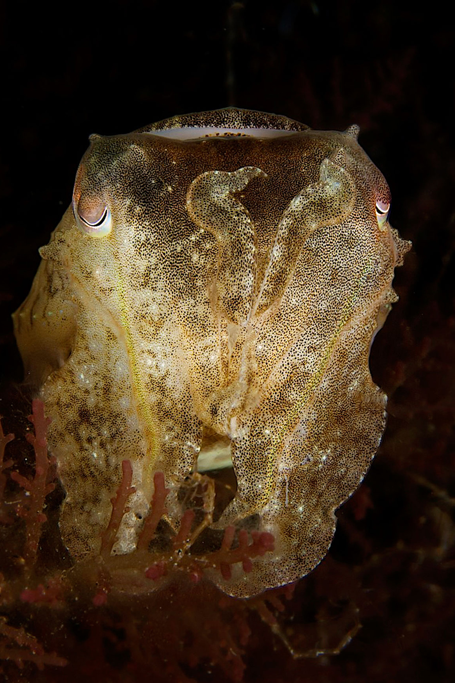 Atmosphere Dive Center